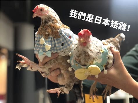 雞要怎麼養|都市養雞行不行？雞的飼養前導指南